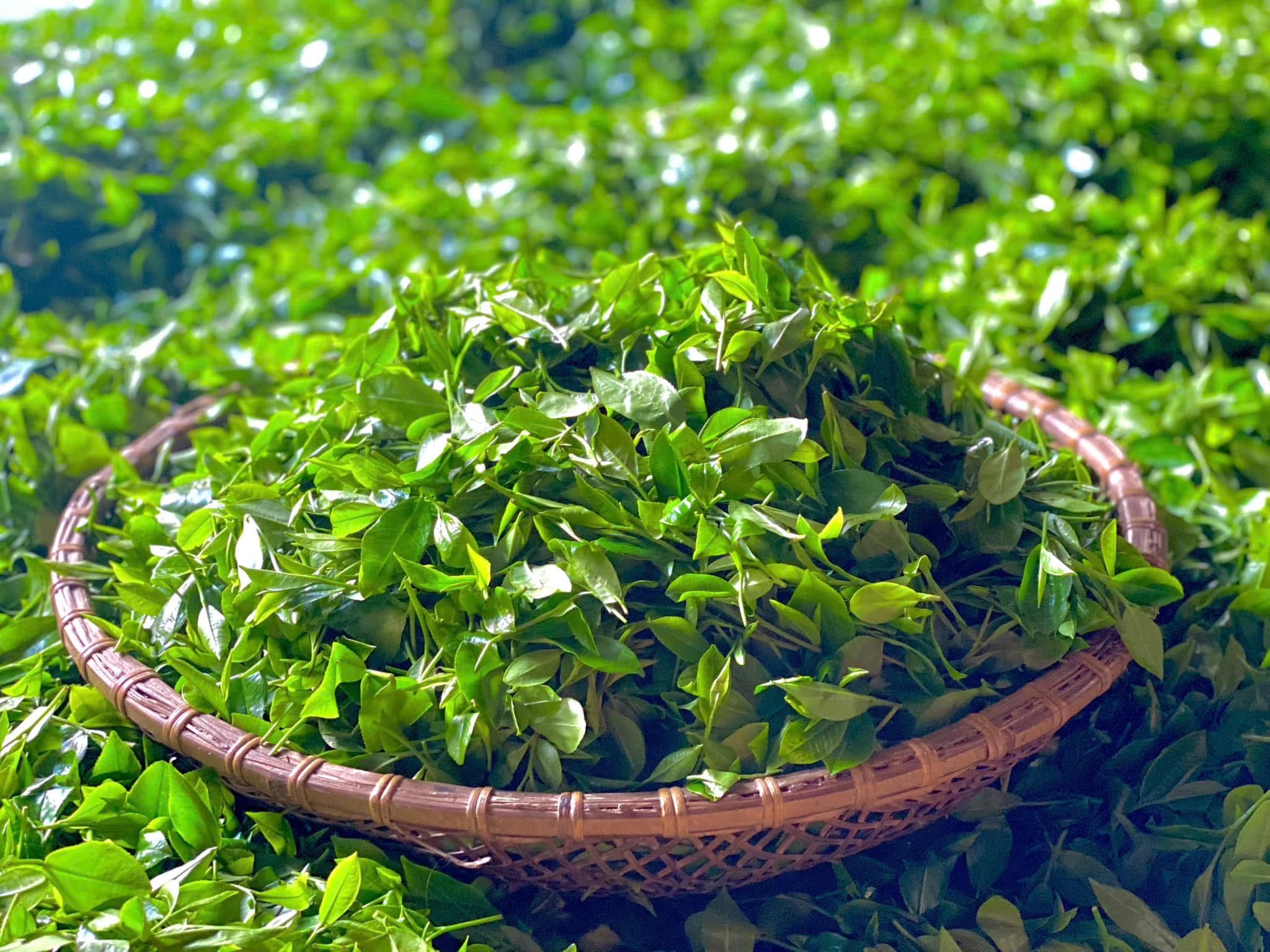 Chè Thái Nguyên Giúp Chắc Khỏe Xương